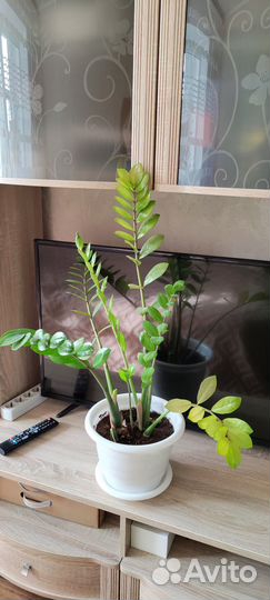 Продам замиокулькас