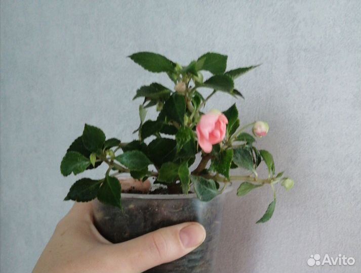 Многолетние цветы для сада