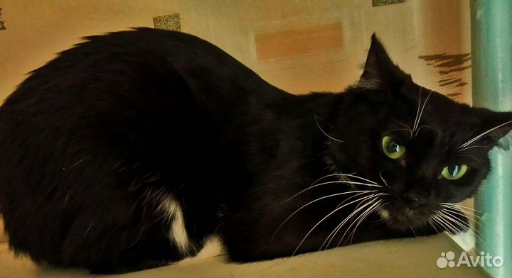 Кошка в дар