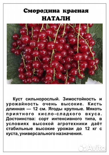 Смородина цветная