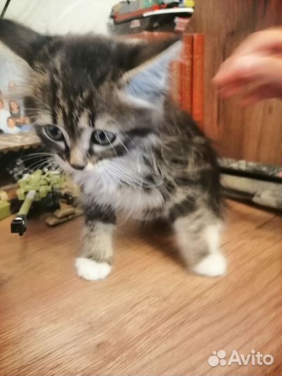 Кошка в дар