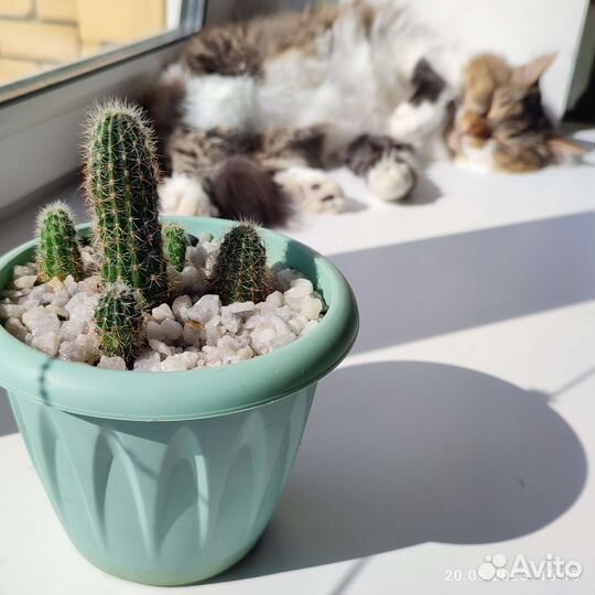 Кактусы бесплатно