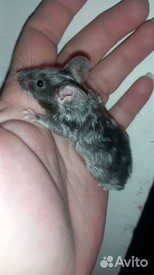 Сатиновые мыши