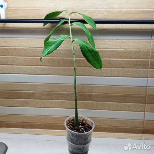 Замиокулькас черный вариегатный и Empreror