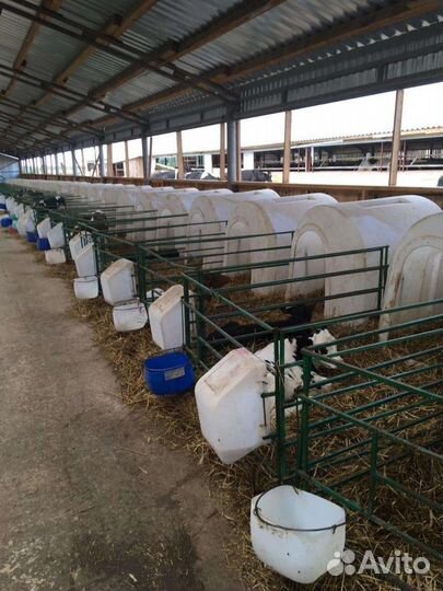 Бычки и тёлочки