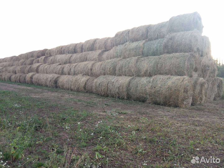 Продам сено в рулонах