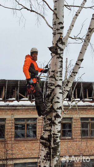 Спил, удаление, обрезка деревьев