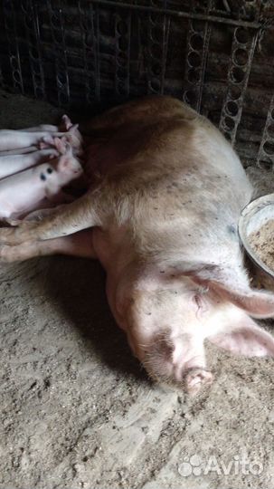 Поросята белые