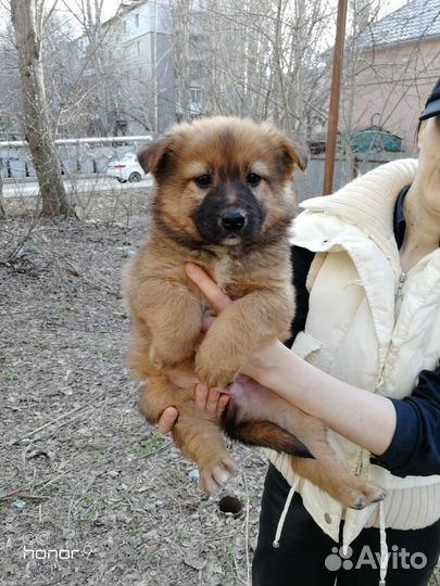 Щенки в добрые руки