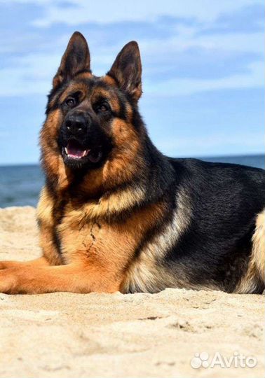 Услуги кинолога