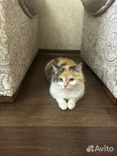 Шотландская