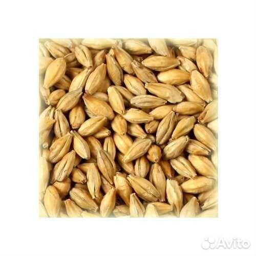 Солод ячменный Алтайский