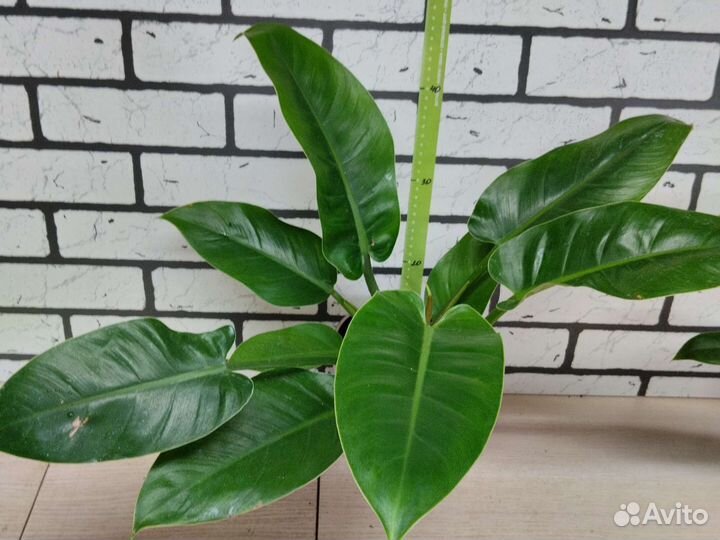 Филолендрон 2