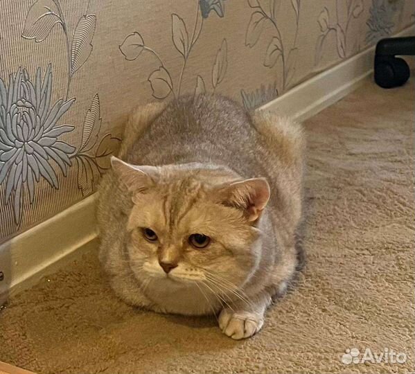 Кот в добрые руки