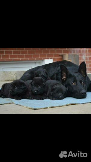 Восточноевропейская овчарка Щенки от Чемпиона