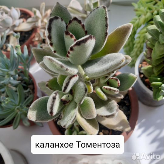 Каланхоэ суккуленты