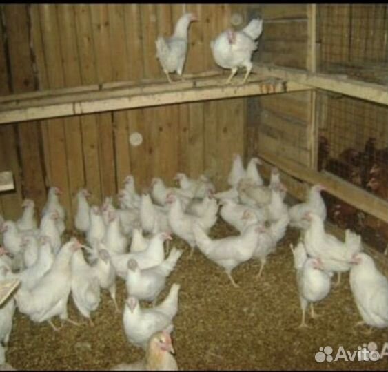 Куры,молодки,домашняя птица,несушки