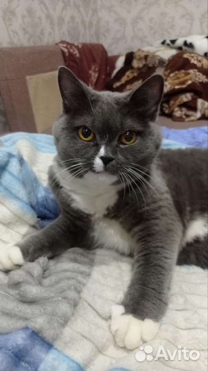 Отдам бесплатно британскую кошку