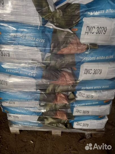 Семена кукурузы