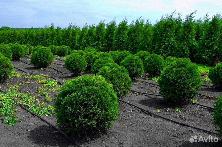 Туи брабант