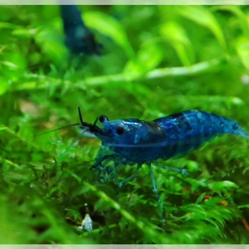 Креветки блю дрим (Blue Dream Shrimp)