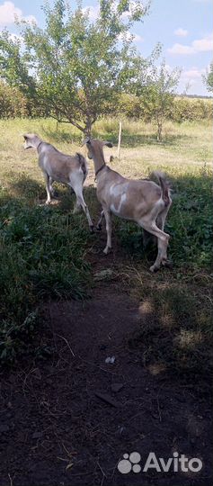 Продам коз