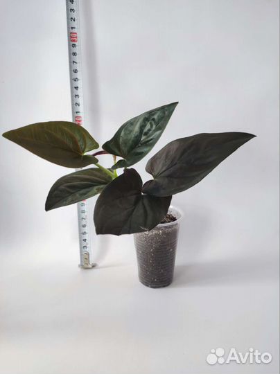 Сингониум/Сциндапсус/Эпипремнум