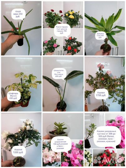 Цветы комнатные (Орхидеи, Антуриумы, Азалии и т. д