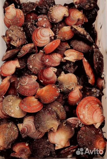 Морской гребешок