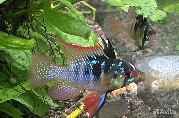 Апистограмма Рамиреса, электрик блю