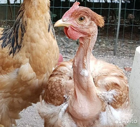 Куры молодки