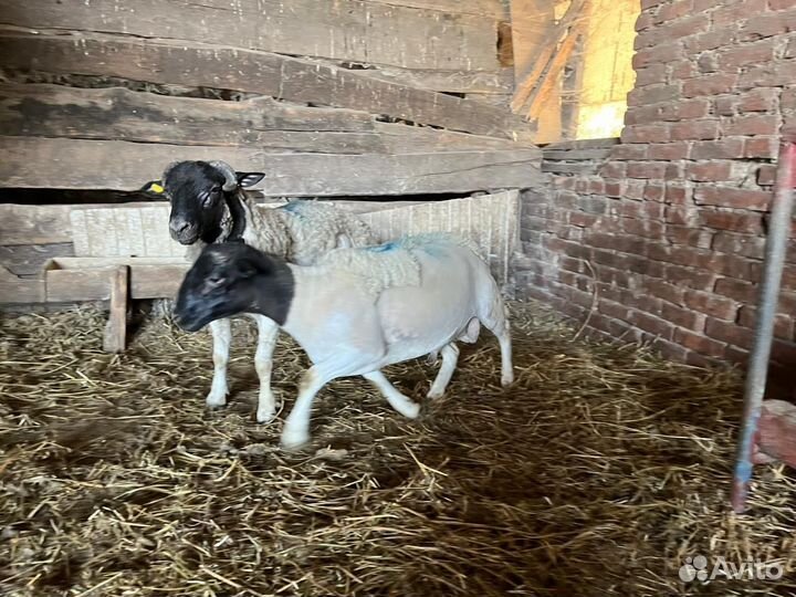 Баранчики породы Дорпер