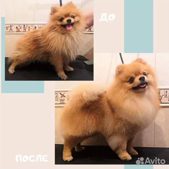 Стрижка собак, центр Сормова