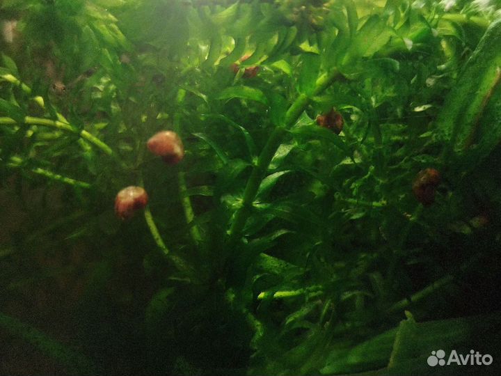 Растения для аквариума