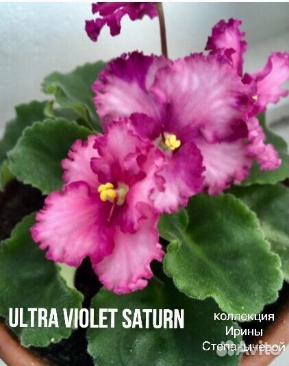 Фиалки лист