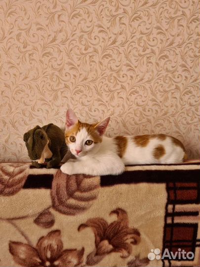 Котенок Алекс