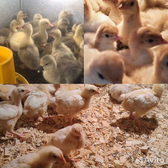 Цыплята бройлера круглый год