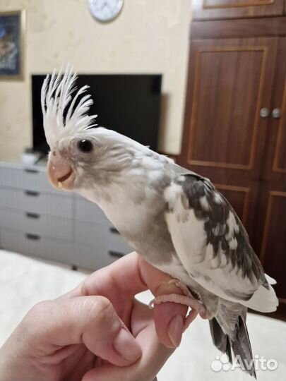 Птенец корелла ручной