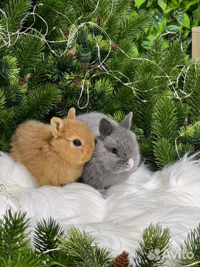 Карликовые кролики