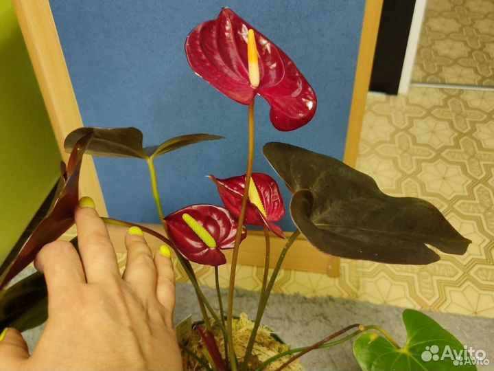 Антуриумы из домашней коллекции