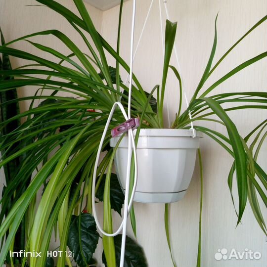 Хлорофитум