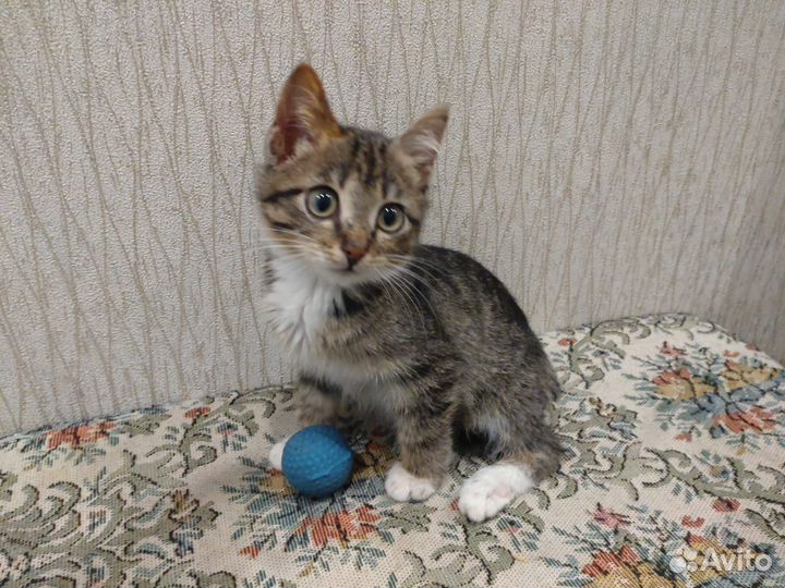 Мурзик - котенок-мальчик в дар