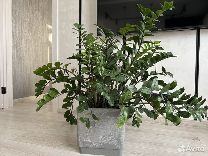 Замиокулькас