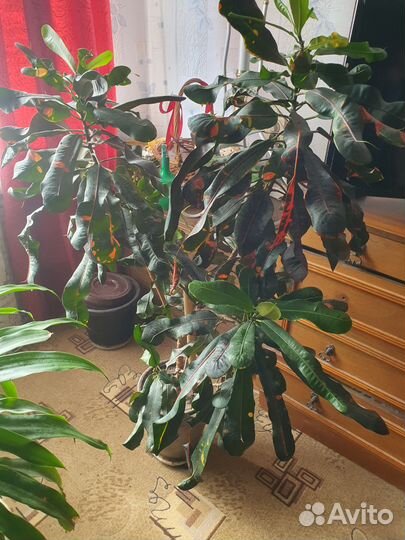 Кодиеум кротон