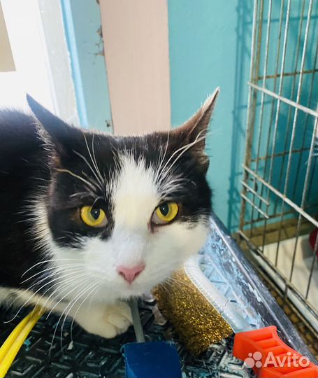 Кошка стерилизованная бесплатно