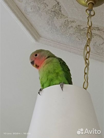 Птенцы попугаи неразлучники