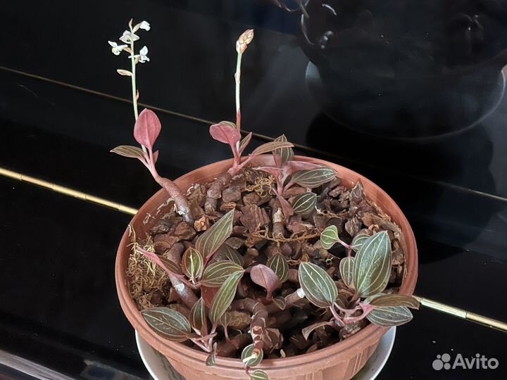 Цветущая Лудизия дисколор, Дендробиум