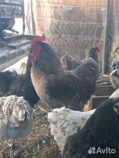 Петухи джерсийский гигант