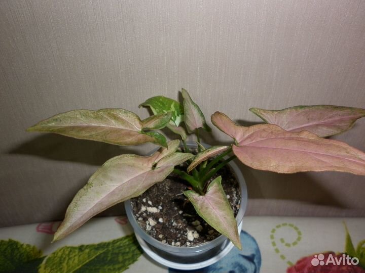 Комнатные растения цветы