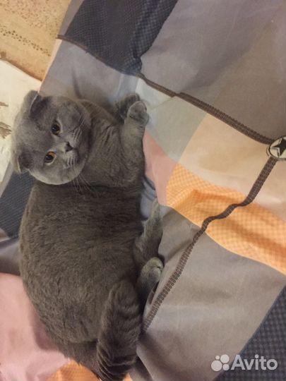 Шотландский вислоухий кот для вязки ждёт кису )